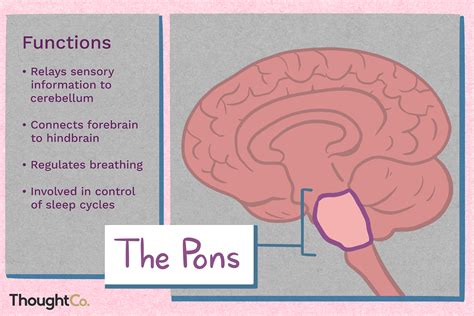 pons video|Pons: Function, Anatomy, and Location .